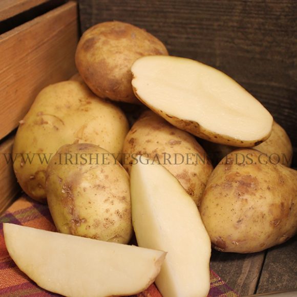 OG Kennebec Potato Irish Eyes